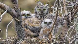 Owls branch nest yellow eyes - yellow eye free wallpaper for desktop