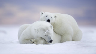 Polar bears snow rubbing ecological - two polar bear free wallpaper