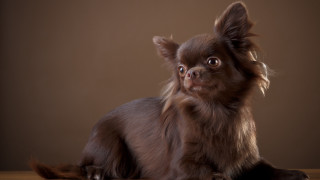 Small brown dog wooden table - a brown wall free wallpaper