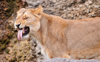 Lion open mouth tongue out - its tongue free wallpaper