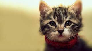 Small kitten red collar serious - a red collar free wallpaper