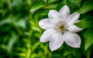 White flower green background closeup - this image free wallpaper for desktop