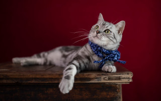 Cat blue scarf wooden box - a red wall free wallpaper