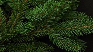 Pine needle closeup black background - a close up of a pine tree branch free wallpaper