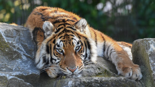 Tiger rock forest blurry depth 3 - top of a rock next free wallpaper