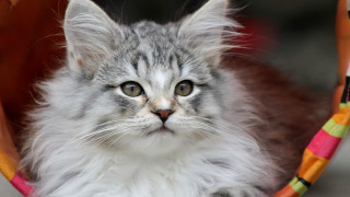 White face long hair hammock - a white face free wallpaper