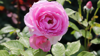 Pink rose green leaves bokeh - a green leafy background free wallpaper