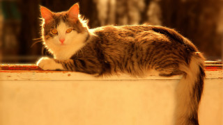 Cat ledge blurry background rococo - a ledge free wallpaper
