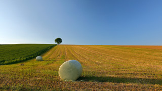 Field balls tree land art - composition free wallpaper for desktop