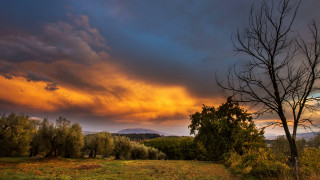 Mystical autumn field trees cloudy - a cloudy sky in the background free wallpaper for desktop