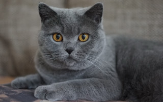 Gray cat yellow eyes serious 3 - a gray cat free wallpaper