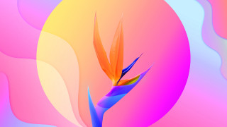 Colorful flower birdofparadise 3Drender gradient - a bright background free wallpaper