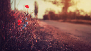 Flower field road sunset cloudy - florianne becker free wallpaper