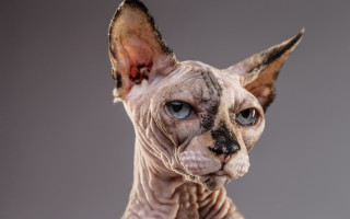 Sphy cat blue eyes gray - real life skin free wallpaper