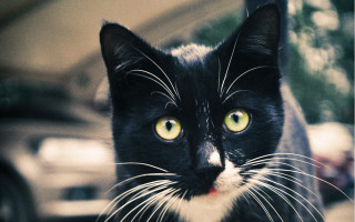 Black cat yellow eyes night 2 - a black cat free wallpaper