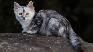 Cat rock serious eyes marble - a rock free wallpaper for desktop