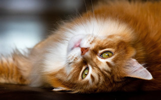 Cat back table wide eyes 2 - its eye wide open free wallpaper