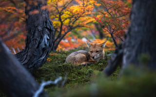 Fox autumn leaves blurry fire - colin moss free wallpaper