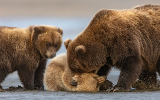 Bears playing beach water rubbing - its head on free wallpaper