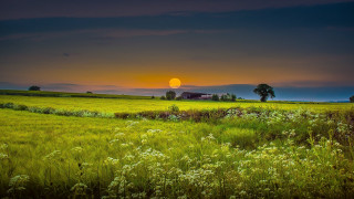 Sunset horizon landscape forest grass - free summer wallpaper