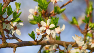 White flower branch bokeh nature - white flower free wallpaper