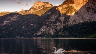 Swan lake mountains sunset clouds - dawn free wallpaper
