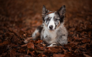 Dog leaves woods sad shiba - a sad look free wallpaper