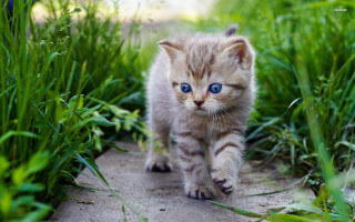 Kitten blue eyes walking grass - bush free wallpaper