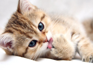 Kitten laying back tongue out - eye open free wallpaper