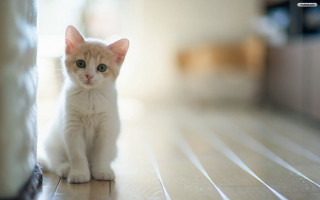 Small white kitten wooden floor 3 - a wooden floor next free wallpaper