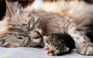 Kitten sleeping beside animal photorealistic - their eye free wallpaper