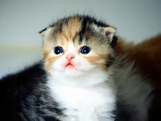 Kitten surprised kittens cute faces - look free wallpaper for desktop
