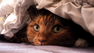 Cat hiding under blanket wide - a blanket free wallpaper