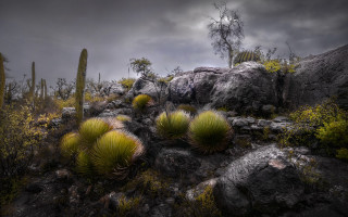 Cactus hillside rocky sky trees - a rocky hillside free wallpaper