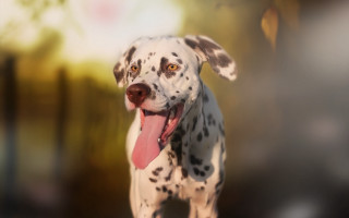 Dalmatian pink tongue photorealistic animal - a pink tongue free wallpaper