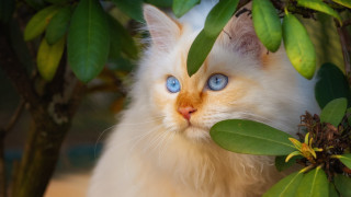 White cat blue eyes hiding - behind a tree branch free wallpaper