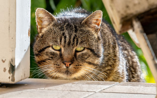 Cat porch greenplant blurry depthfield - a door open free wallpaper