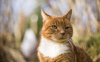 Cat tiltshift greeneyes lensflare blurry - a blurry background of trees and grass free wallpaper