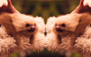 Two sloths mouths open noses - their mouth free wallpaper