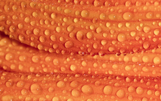 Water droplets orange abstract macro - the edge free wallpaper
