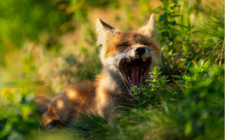 Fox yawning grass wildlife bokeh - a fox free wallpaper for desktop