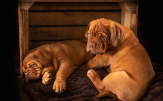 Two dogs blanket brown tan - a blanket together free wallpaper