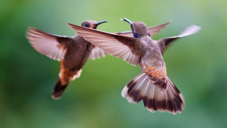Birds flying wings spread aqua - one bird free wallpaper