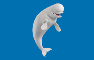 White dolphin smiling jumping air - its face and mouth free wallpaper