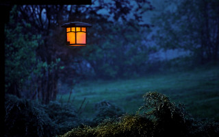 Lamp tree forest night green - a tree in a forest free wallpaper