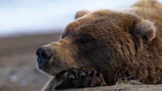 Brown bear laying dirt field - andrey ryabovichev free wallpaper