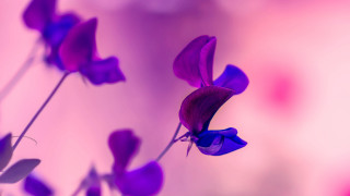 Purple flower pink background butterfly - field free wallpaper