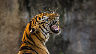 Tiger growling wide open sharp 2 - a tiger free wallpaper