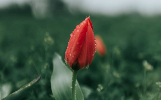 Red flower water droplets blurry 2 - dirck van der lisse free wallpaper