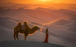 Desert sunset woman camel mountain - sunrise time free wallpaper
